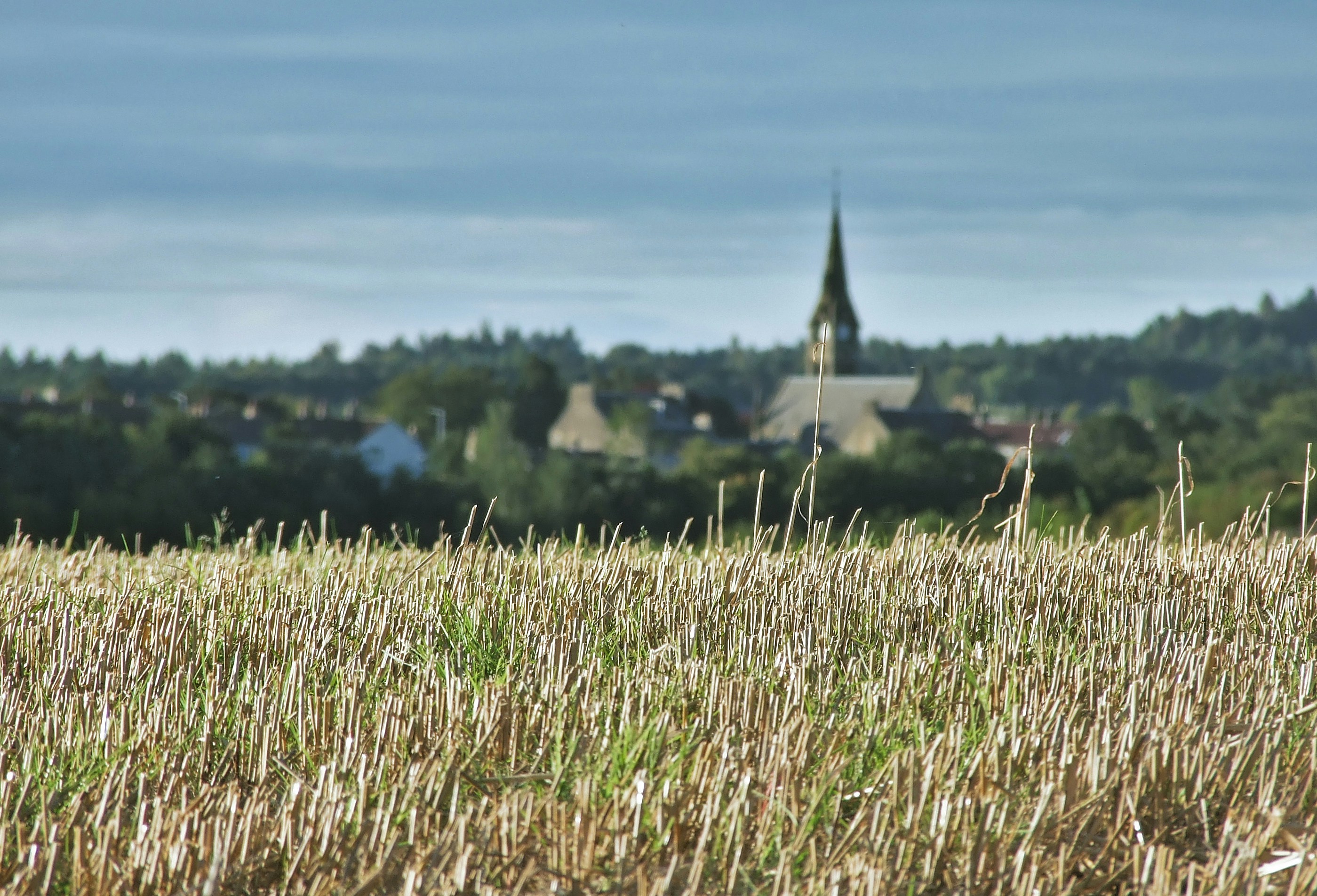 Farm Grain